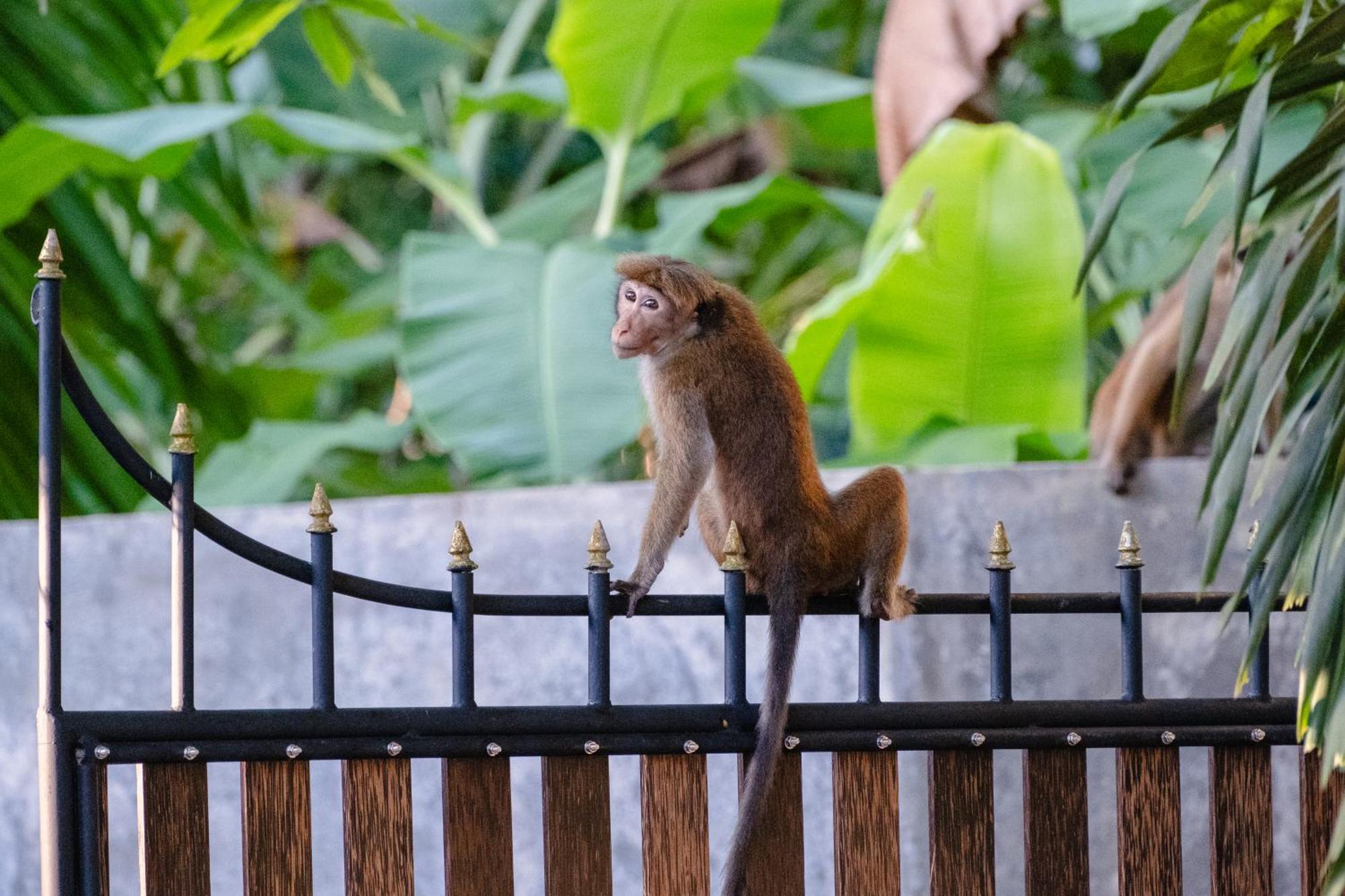 The Jungle View 호텔 미리사 외부 사진